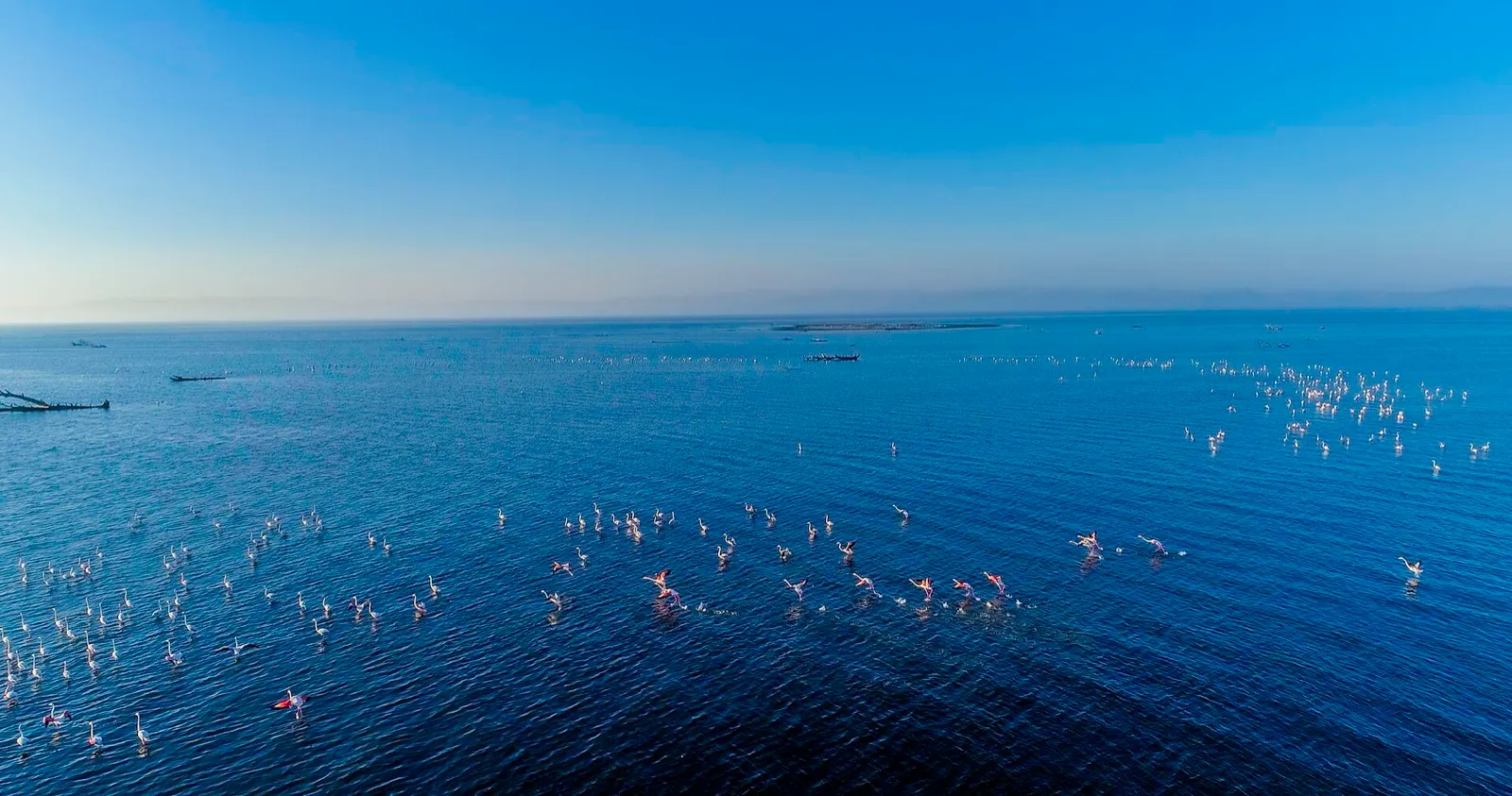 Flamingos in the Evros Delta wetlands