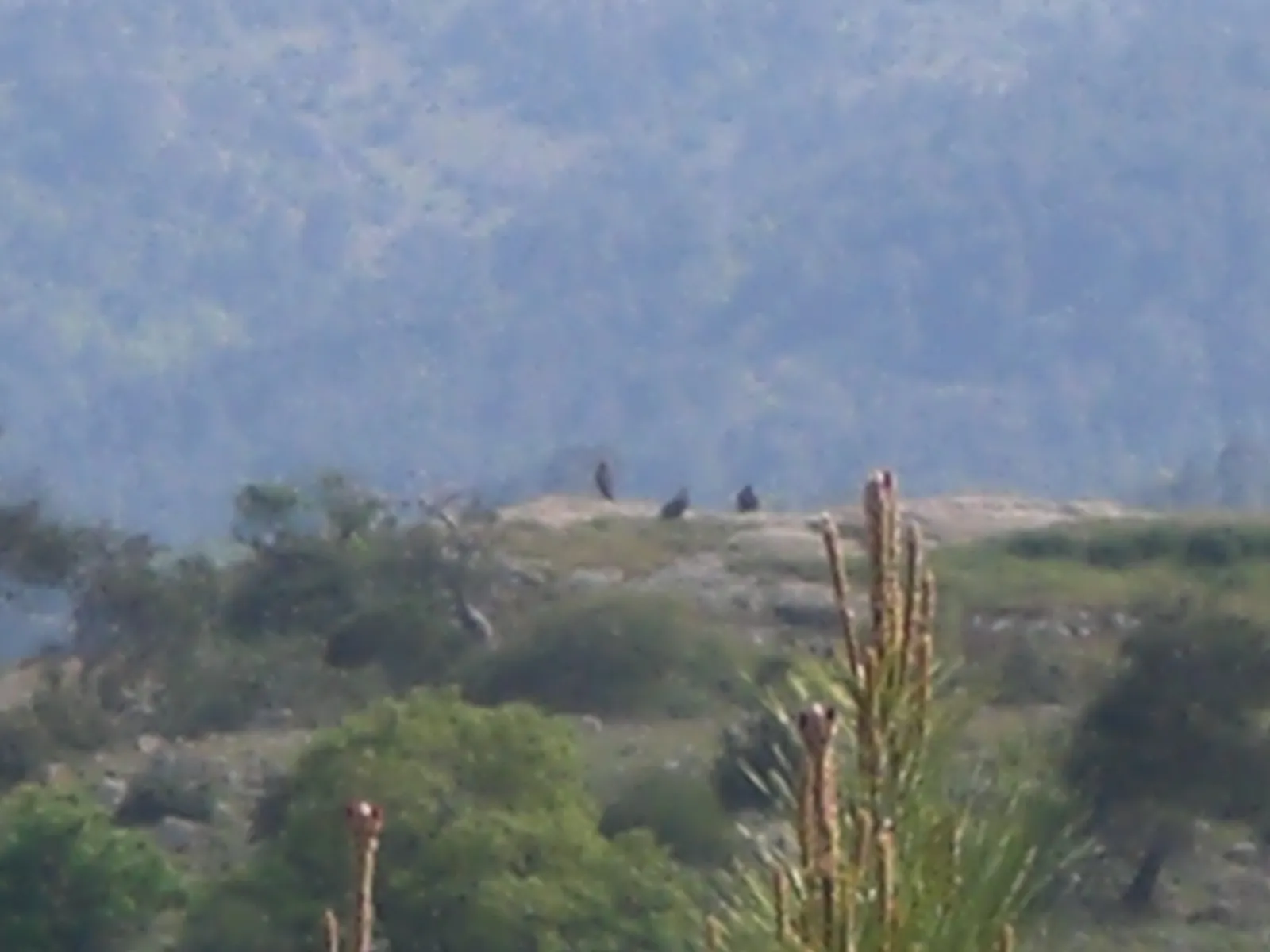 Nature & Birdwatching: A Dadia Forest Day