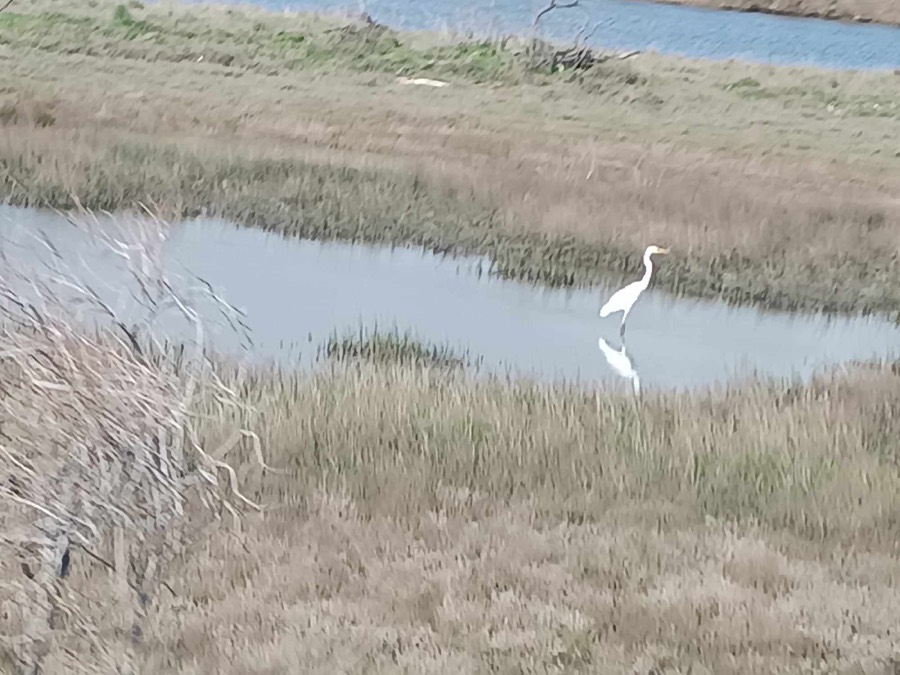 Evros Delta Wetlands