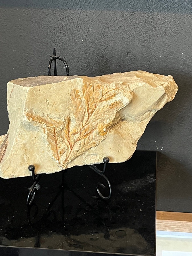 Petrified Forest of Fylachto