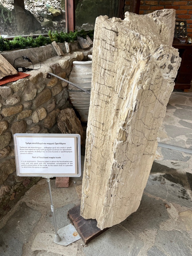 Petrified Forest of Fylachto