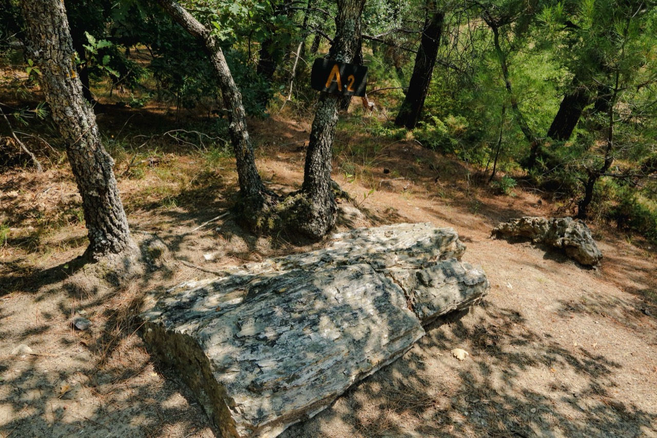 Petrified Forest of Fylachto